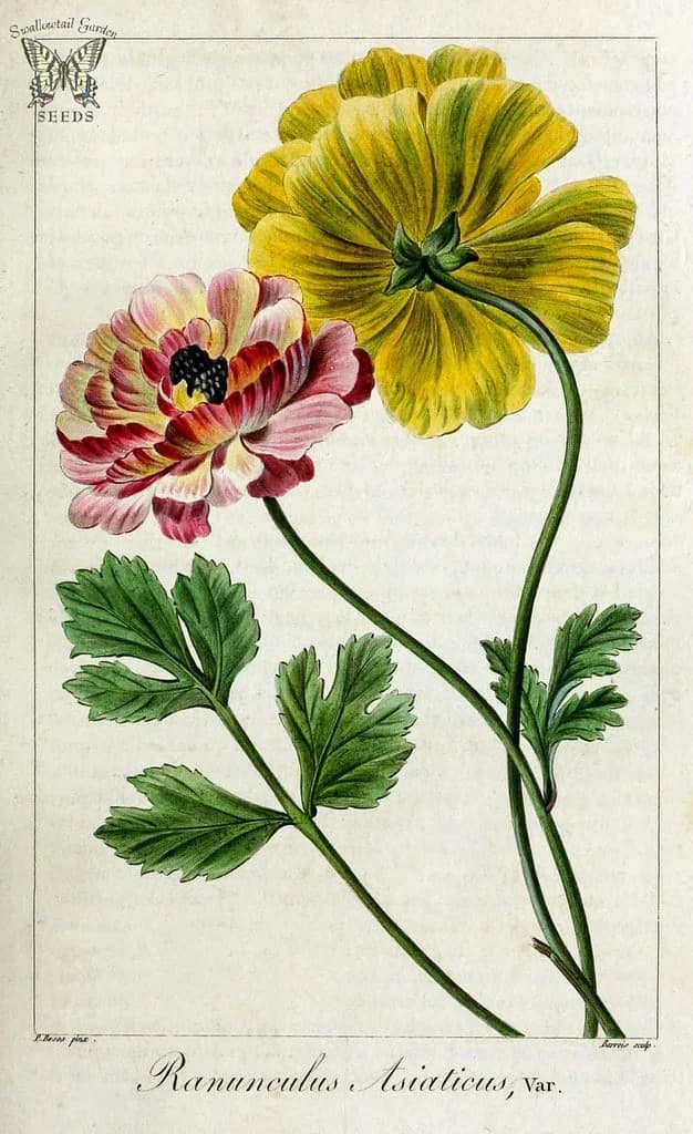 Ботанічна гравюра Ranunculus asiaticus, XIX століття